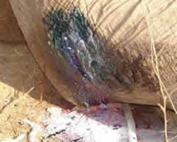 The wound after treatment