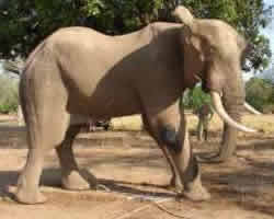 Oliver back on his feet