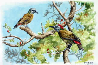 Olive woodpecker