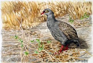 Red billed francolin