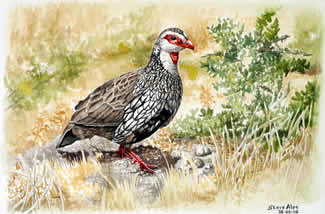 Red necked spurfowl