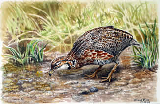 Shelly's francolin