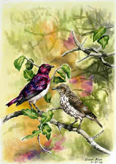 Violet backed sunbird