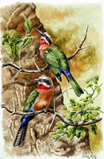 White-fronted bee-eaters