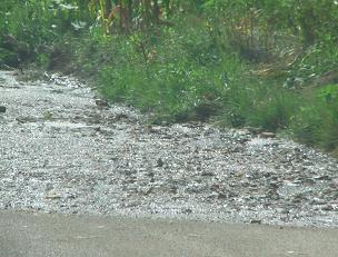 Raw sewerage runs down a road