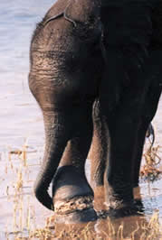 Bumi elephant calf with snare wound on leg