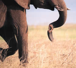 Bumi elephant with trunk damaged by snare