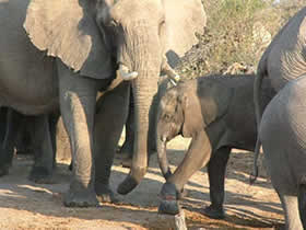 Mother "Priscilla" and little "Plucka" with the horrific leg snare