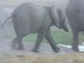 Snared baby elephant with partially severed trunk