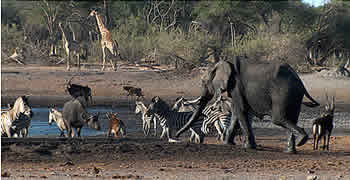 Animals rush to the water trough