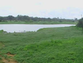 HWANGE NATIONAL PARK - January 2006