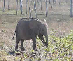 One of the baby elephant that appeared to have been abandoned in the Sengwa basin