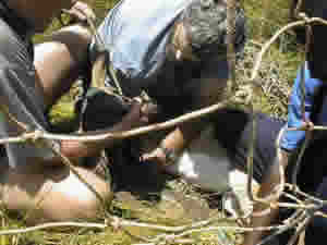 Impala captured using nets for relocation