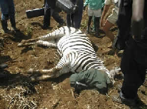 Darted zebra